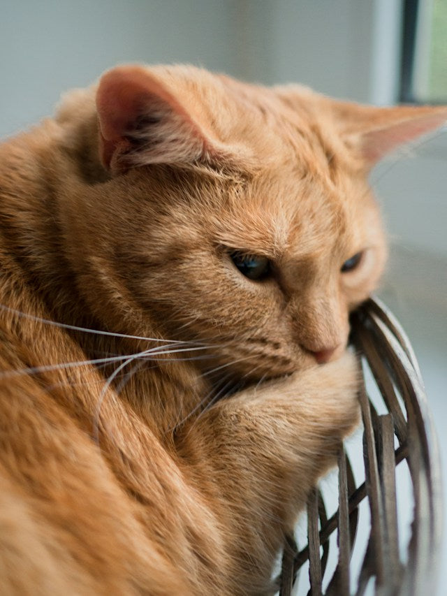 HOW TO INTRODUCE YOUR CAT TO NEW FURNITURE